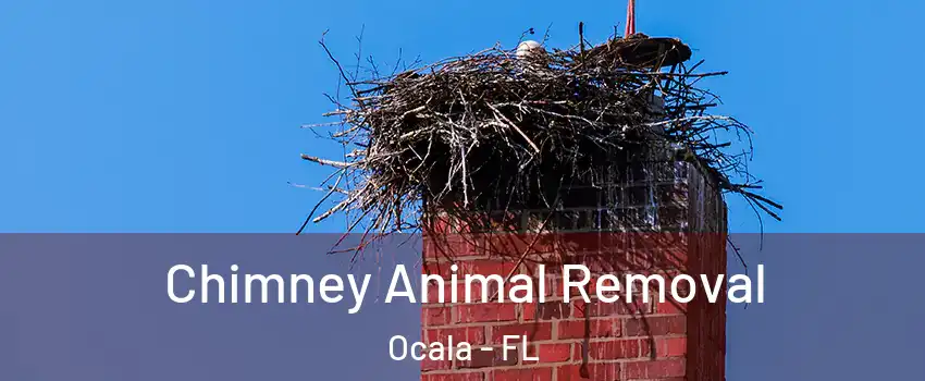 Chimney Animal Removal Ocala - FL