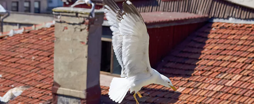 Residential Chimney Animal Removal Solution in Ocala, FL