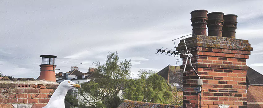 Chimney Cleaning And Restoration in Ocala, Florida